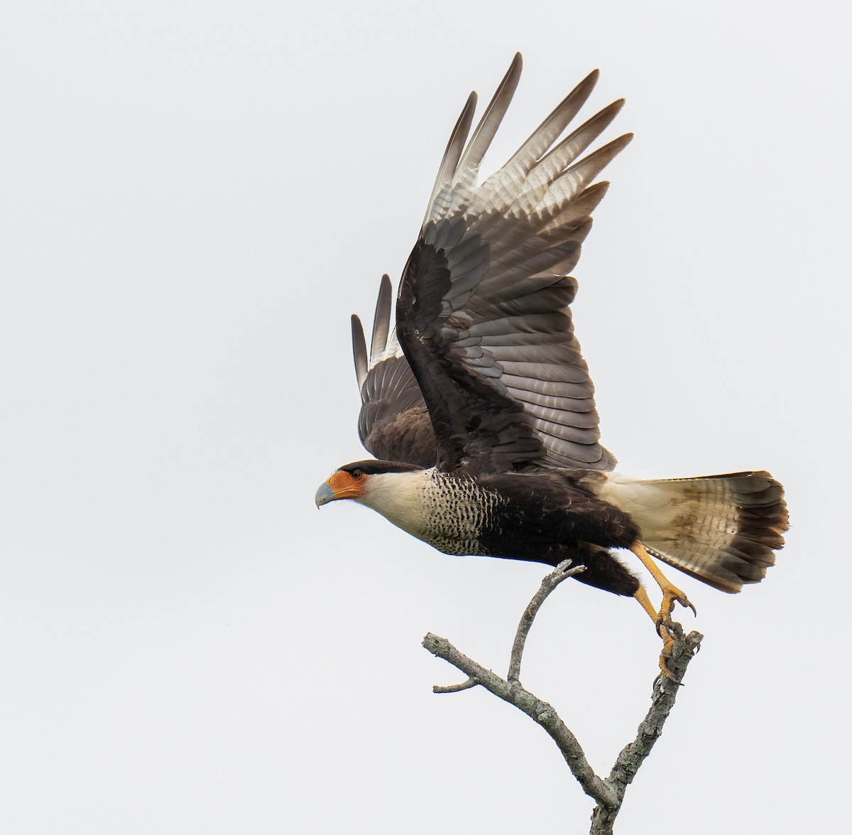 Равнинная каракара - ML650349010