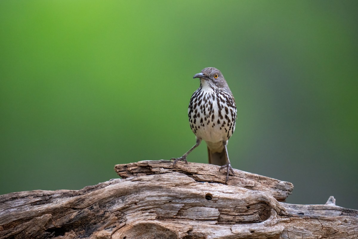 Длинноклювый пересмешник - ML650349108