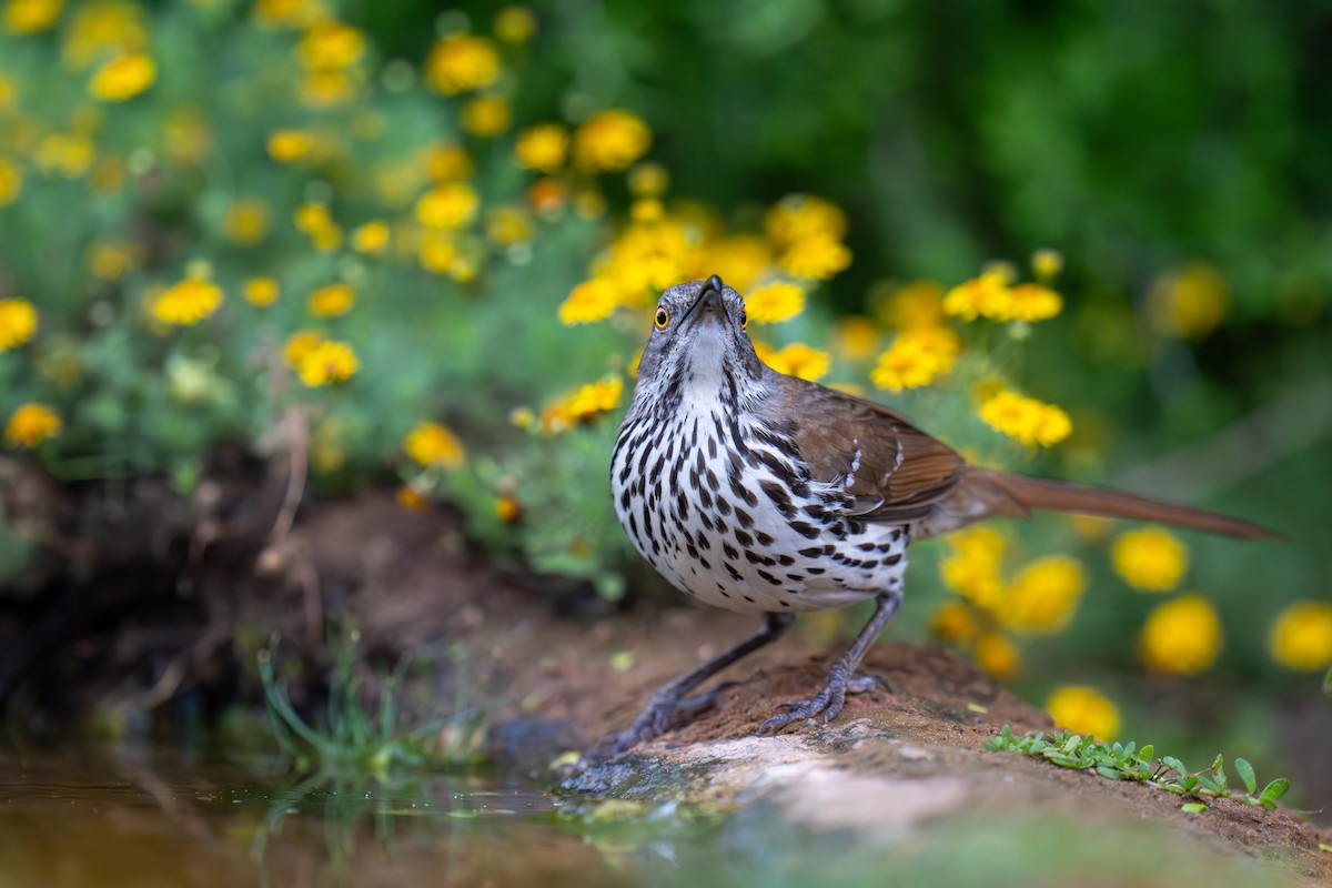 Длинноклювый пересмешник - ML650349109