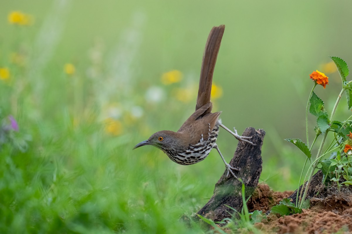 Длинноклювый пересмешник - ML650349112