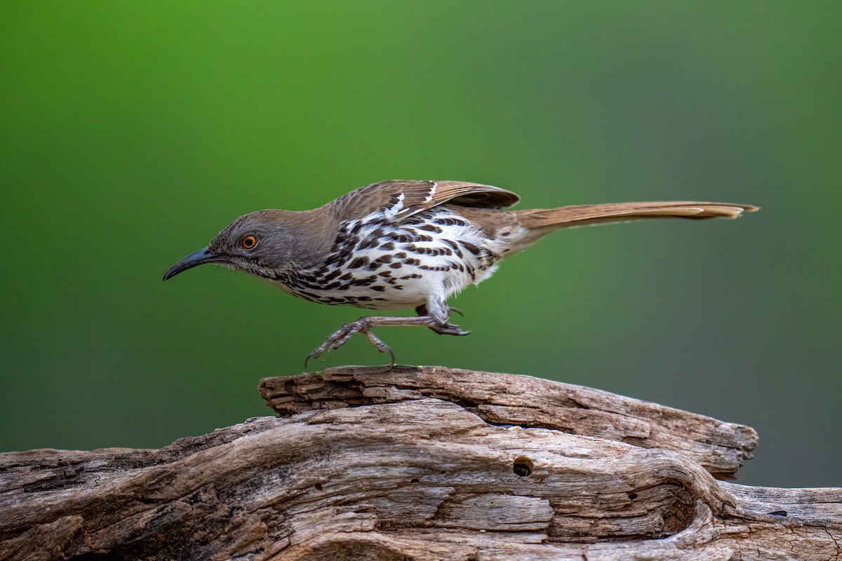 Длинноклювый пересмешник - ML650349113