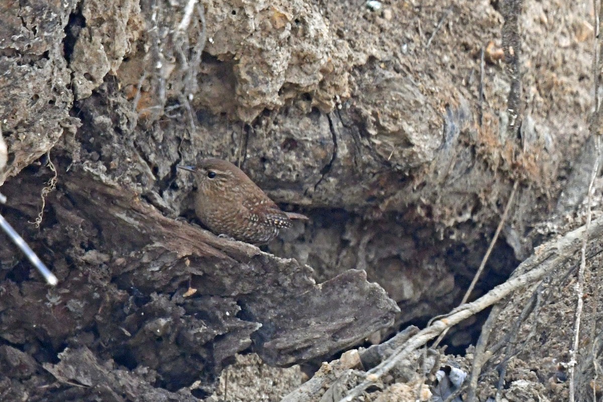 střízlík kanadský - ML650349186