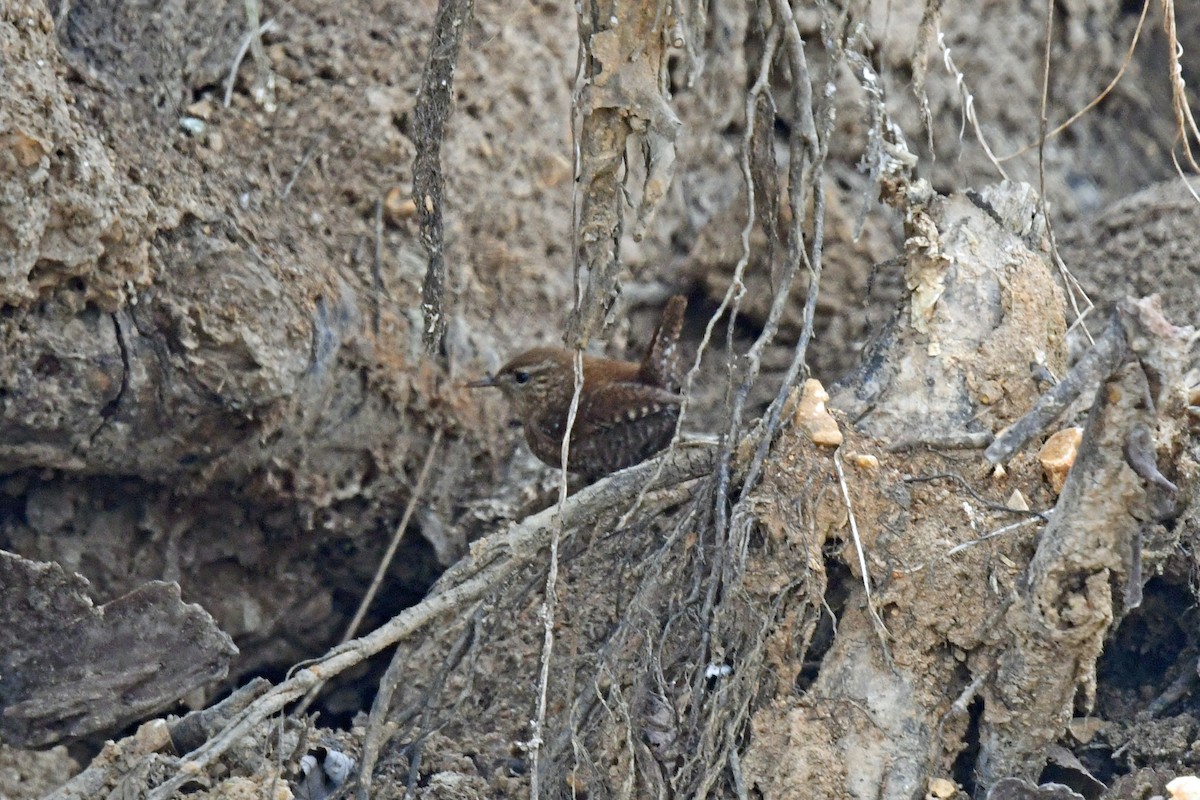 střízlík kanadský - ML650349187