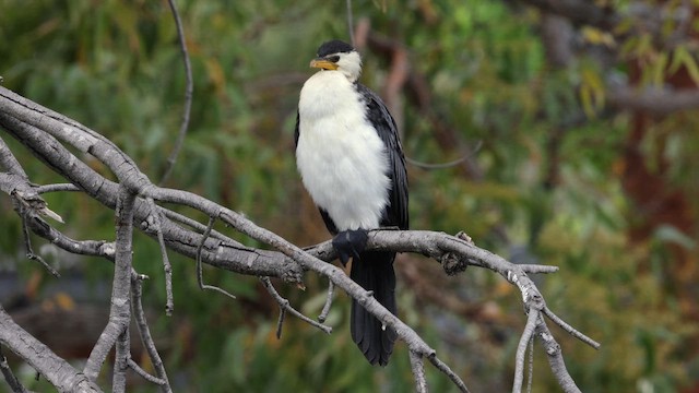 Little Pied Cormorant - ML650349325