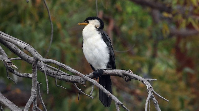 Little Pied Cormorant - ML650349388