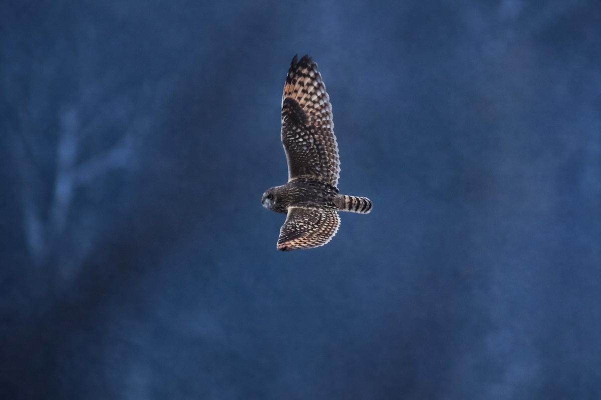 Gufo di palude - ML650349973