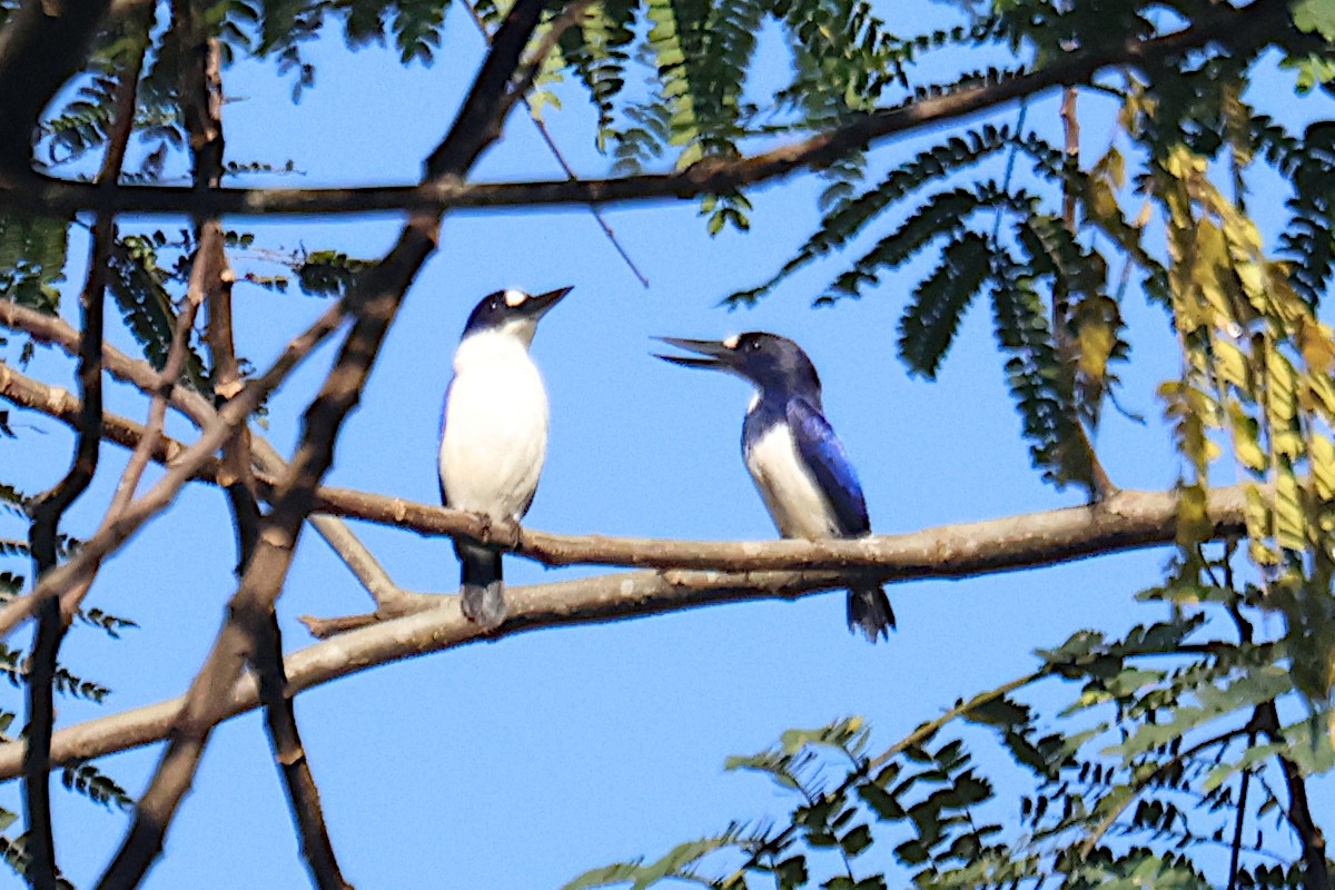 Blue-and-white Kingfisher - ML650350127