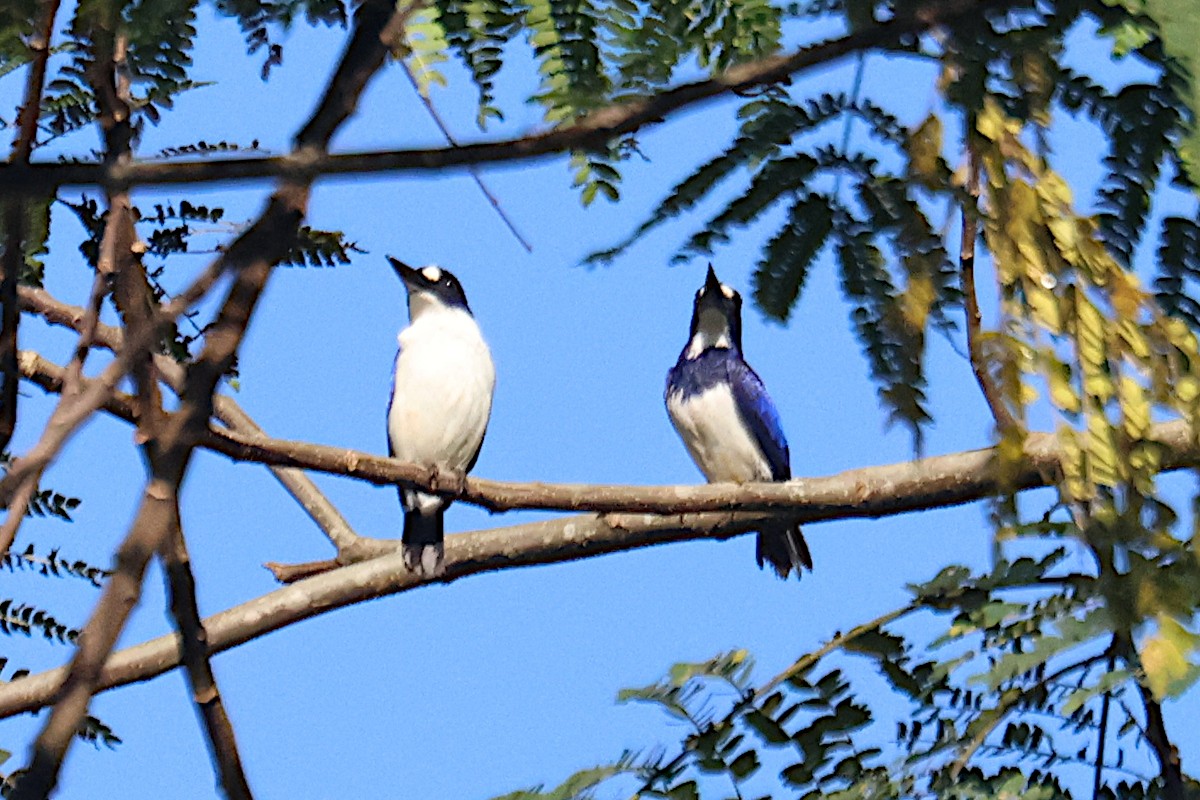 Blue-and-white Kingfisher - ML650350128