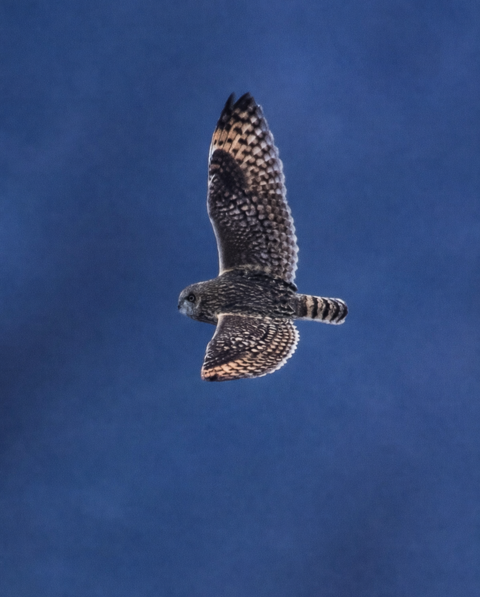 Gufo di palude - ML650350135