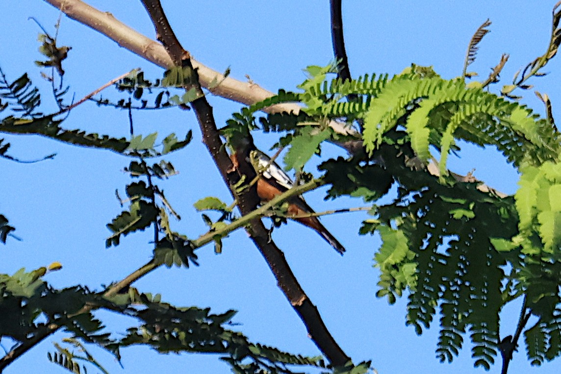 Rufous-bellied Triller - ML650350141