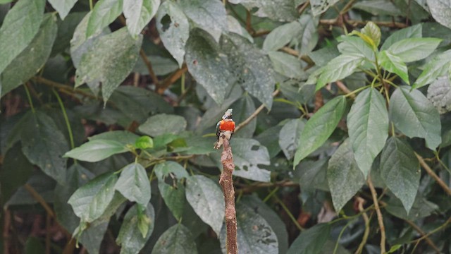 Amazon Kingfisher - ML650350155