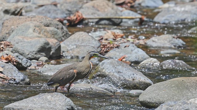 Bare-throated Tiger-Heron - ML650350163