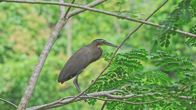 Bare-throated Tiger-Heron - ML650350167