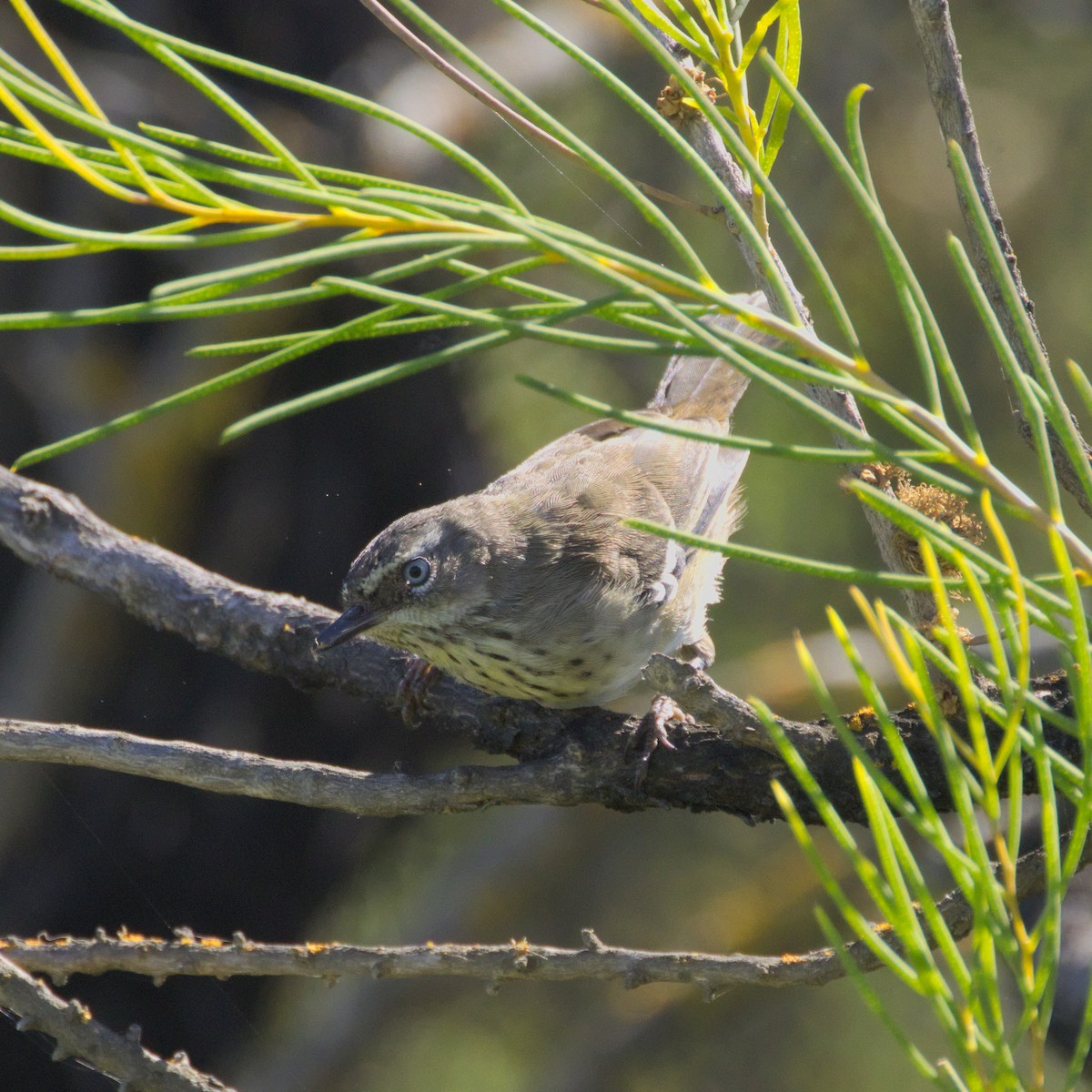 Spotted Scrubwren - ML650350191
