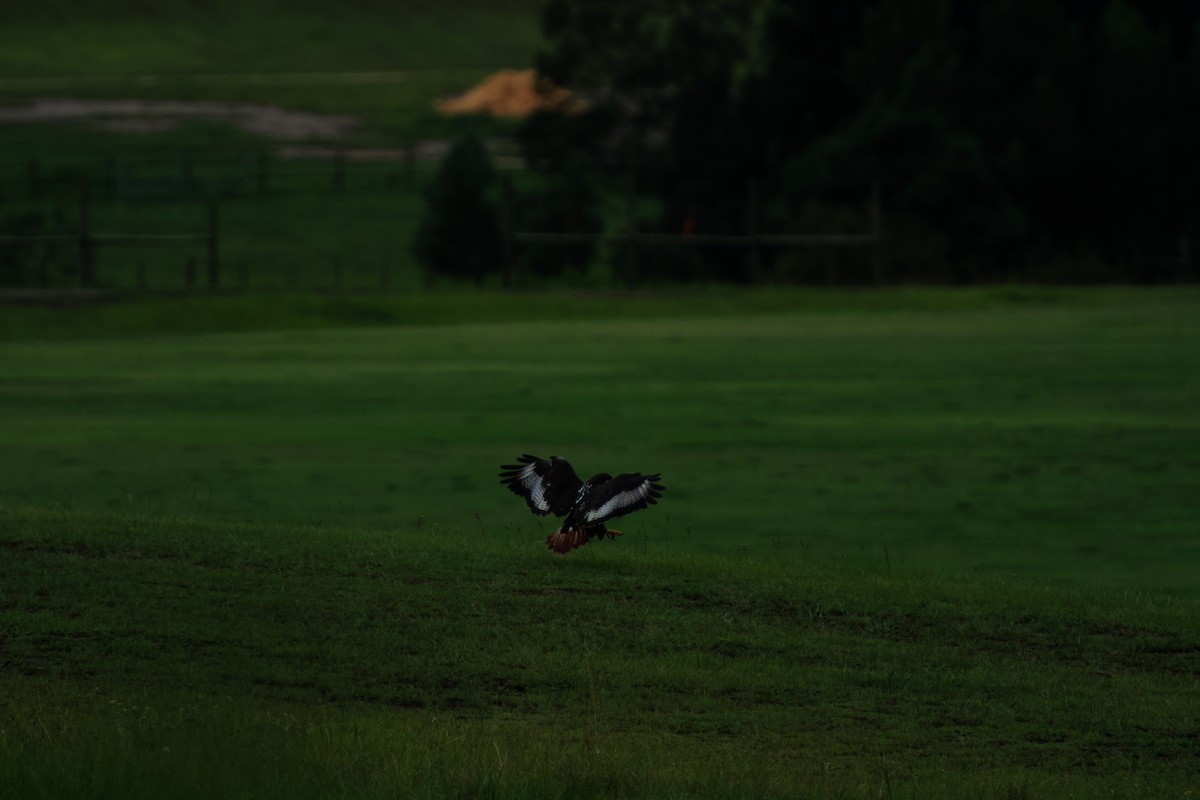 Скальный канюк - ML650350356