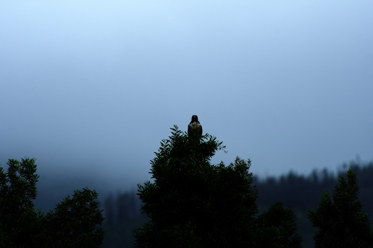 Скальный канюк - ML650350358