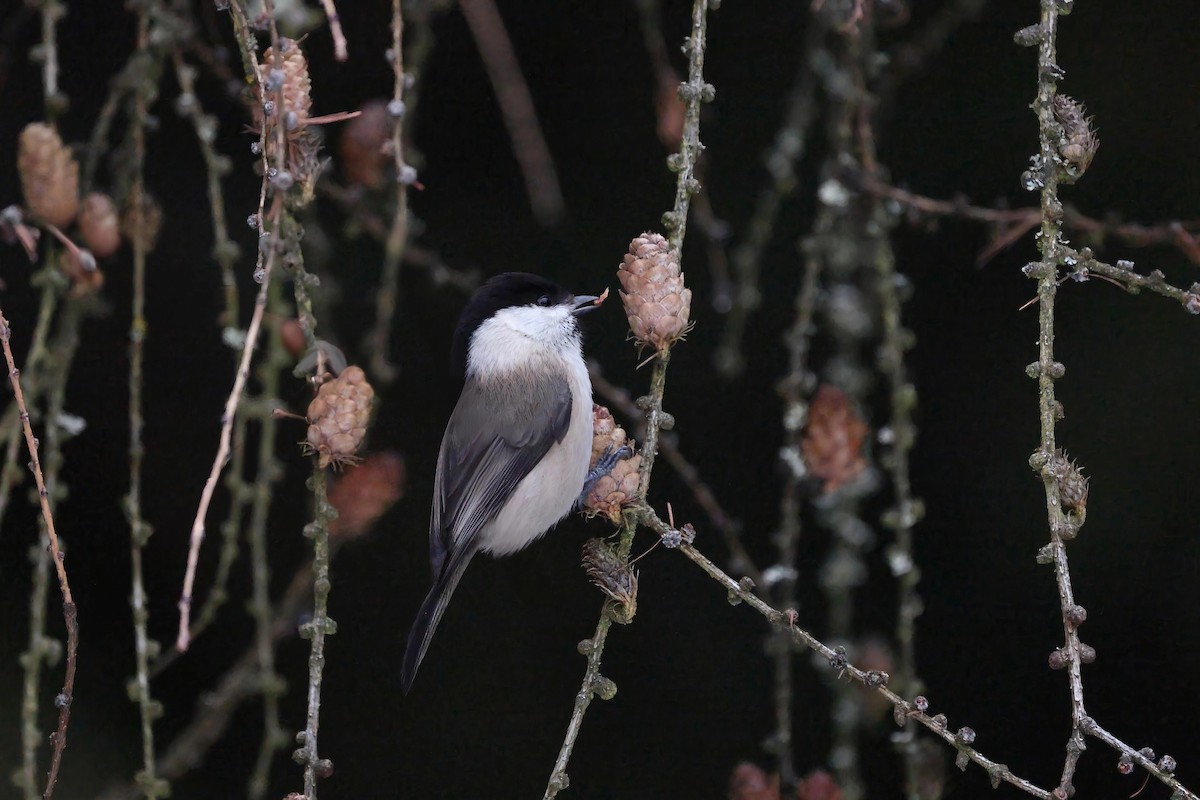 Cincia alpestre - ML650350541