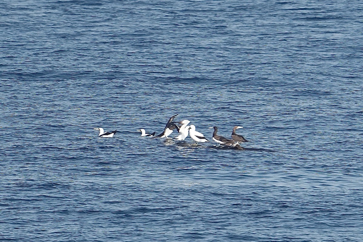 Maskentölpel - ML650351034