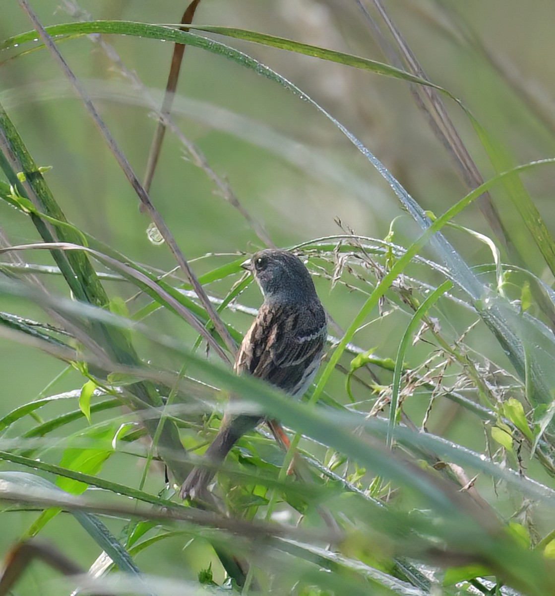 Escribano Carinegro - ML650351087