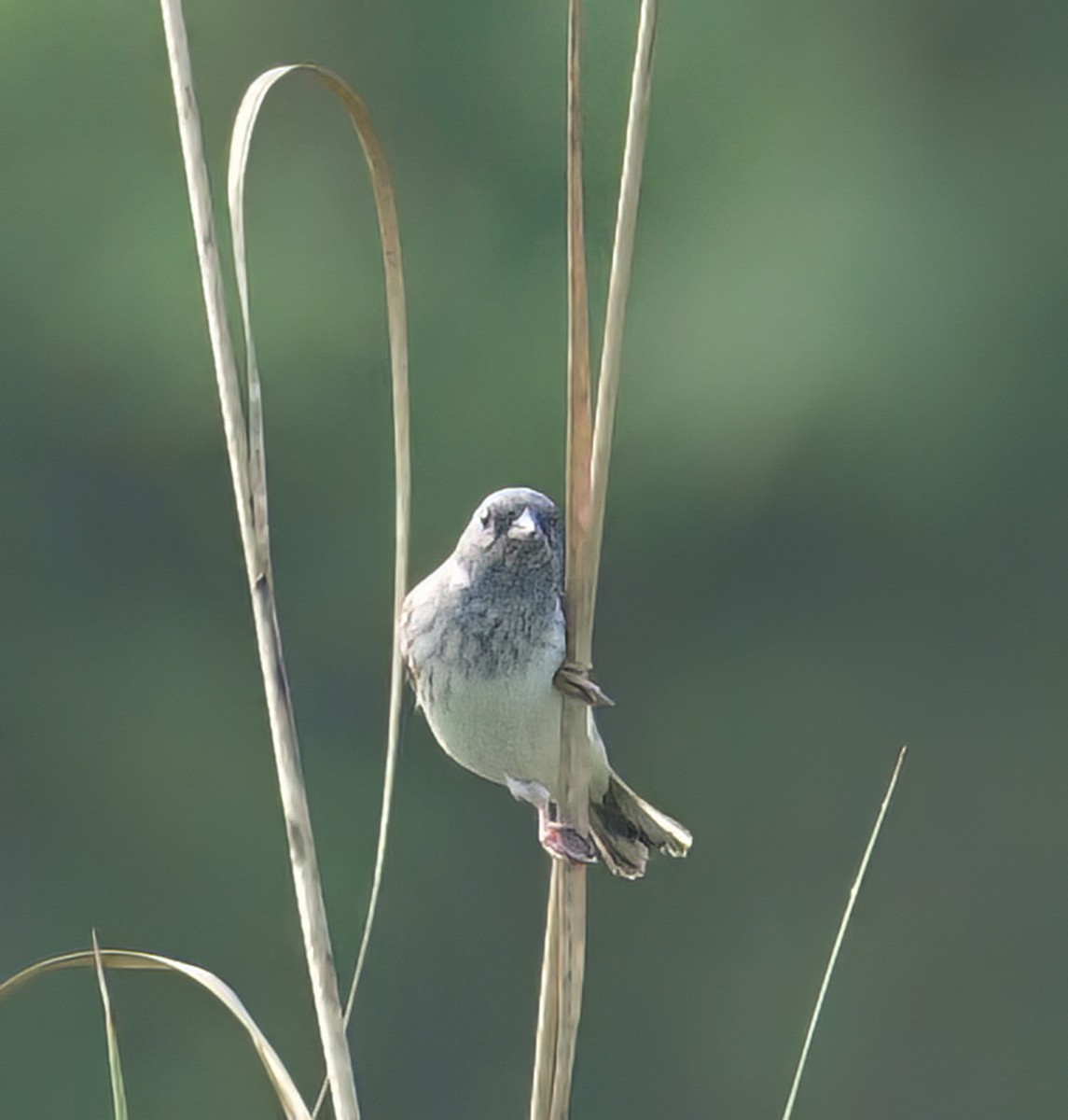 Escribano Carinegro - ML650351088