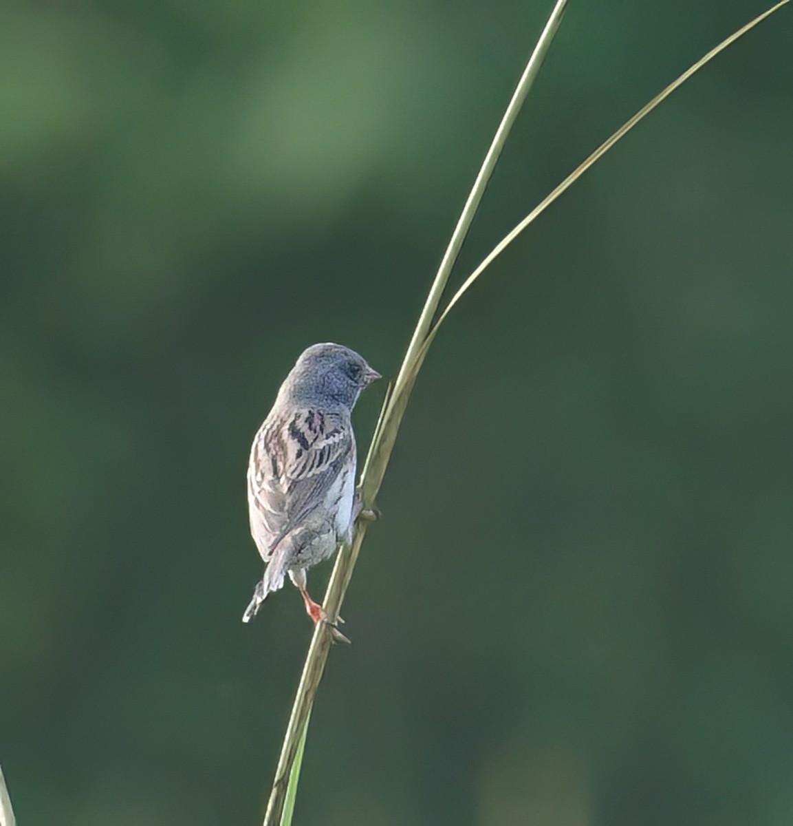 Escribano Carinegro - ML650351089