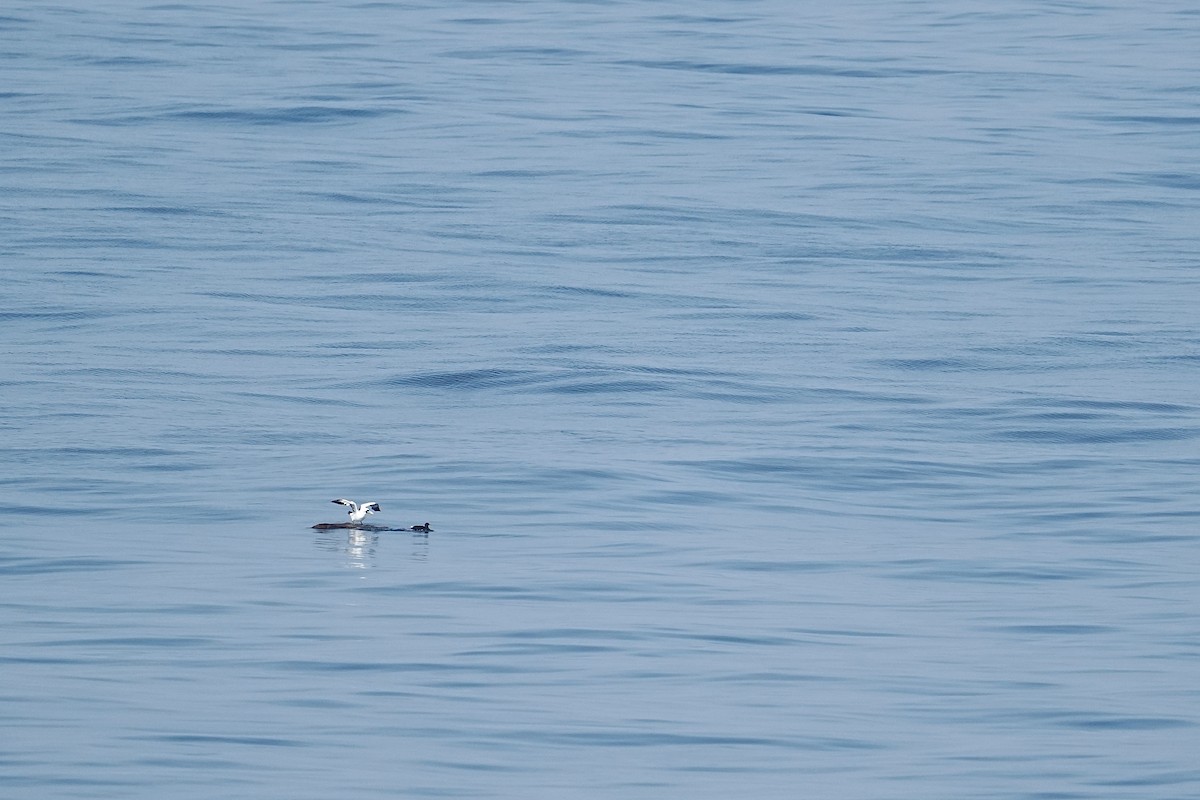 Maskentölpel - ML650351103