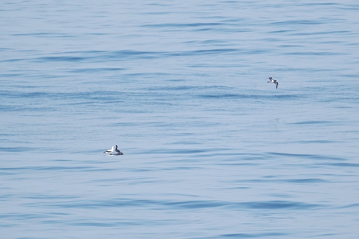 Maskentölpel - ML650351104