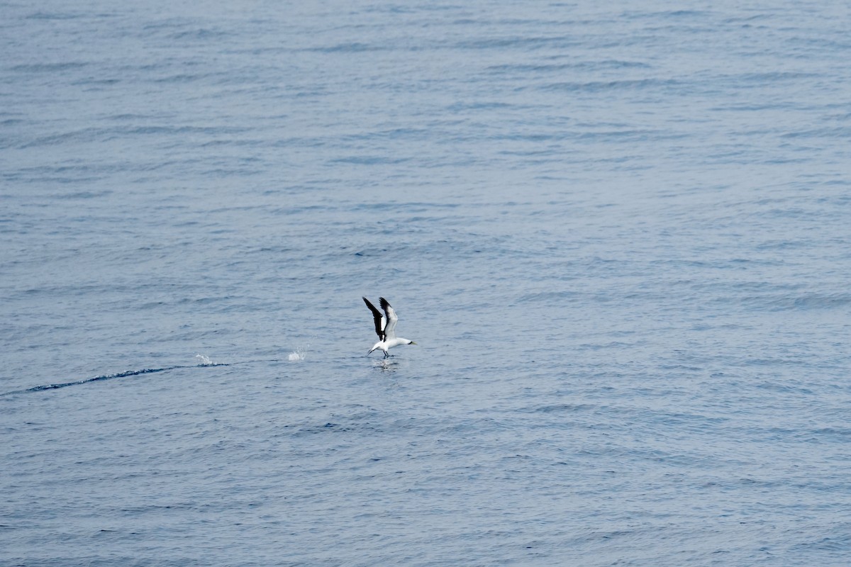 Maskentölpel - ML650351152