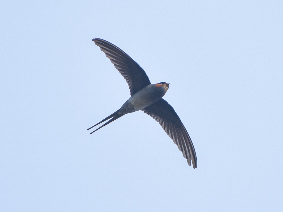 Crested Treeswift - ML650351207