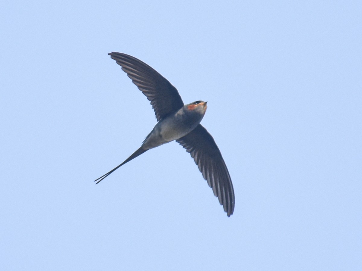 Crested Treeswift - ML650351208
