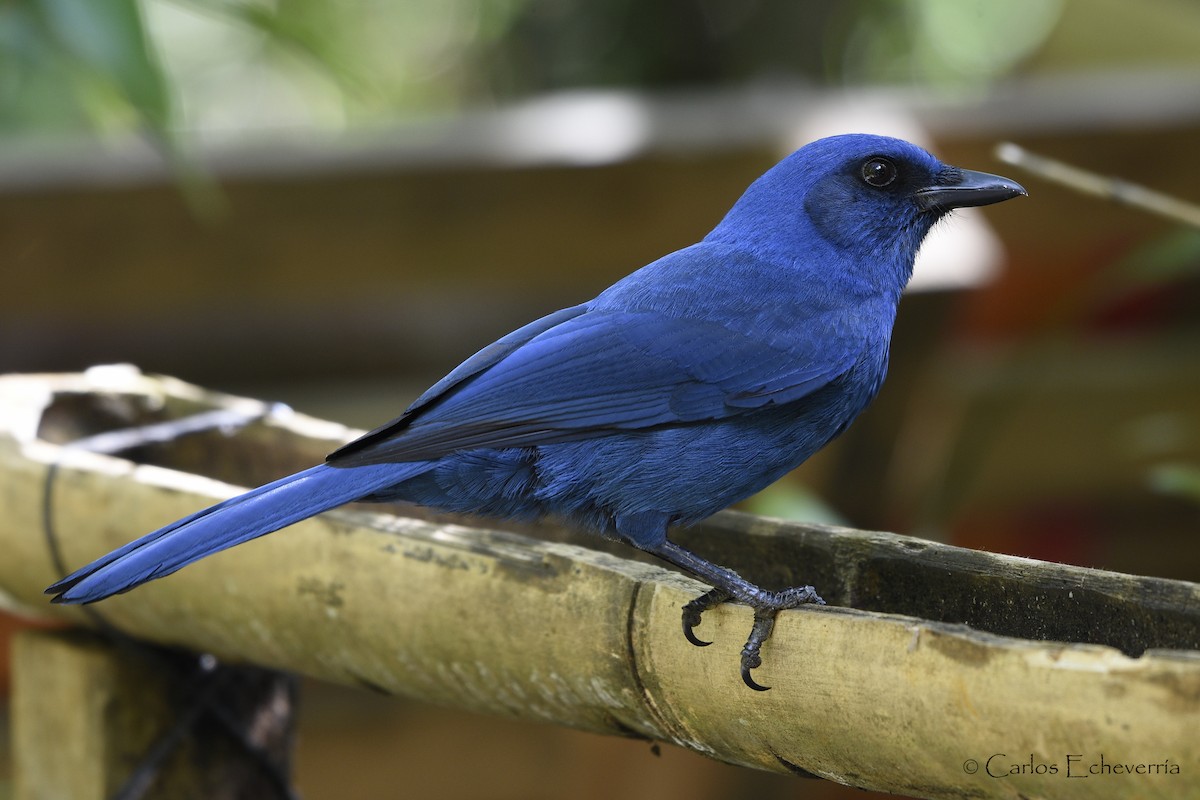 Unicolored Jay - Carlos Echeverría
