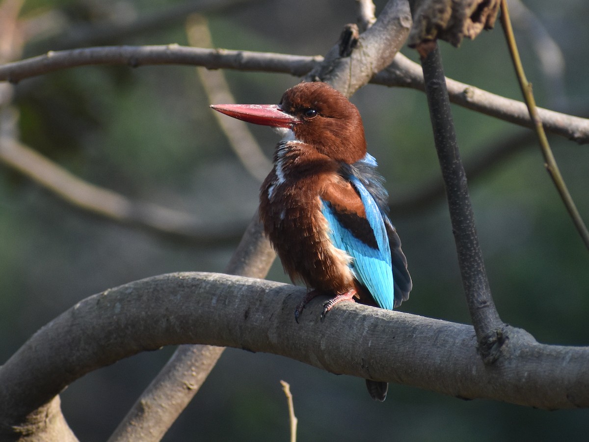 White-throated Kingfisher - ML650351216