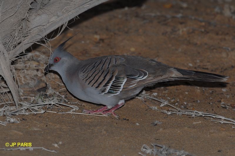 Crested Pigeon - ML650351247