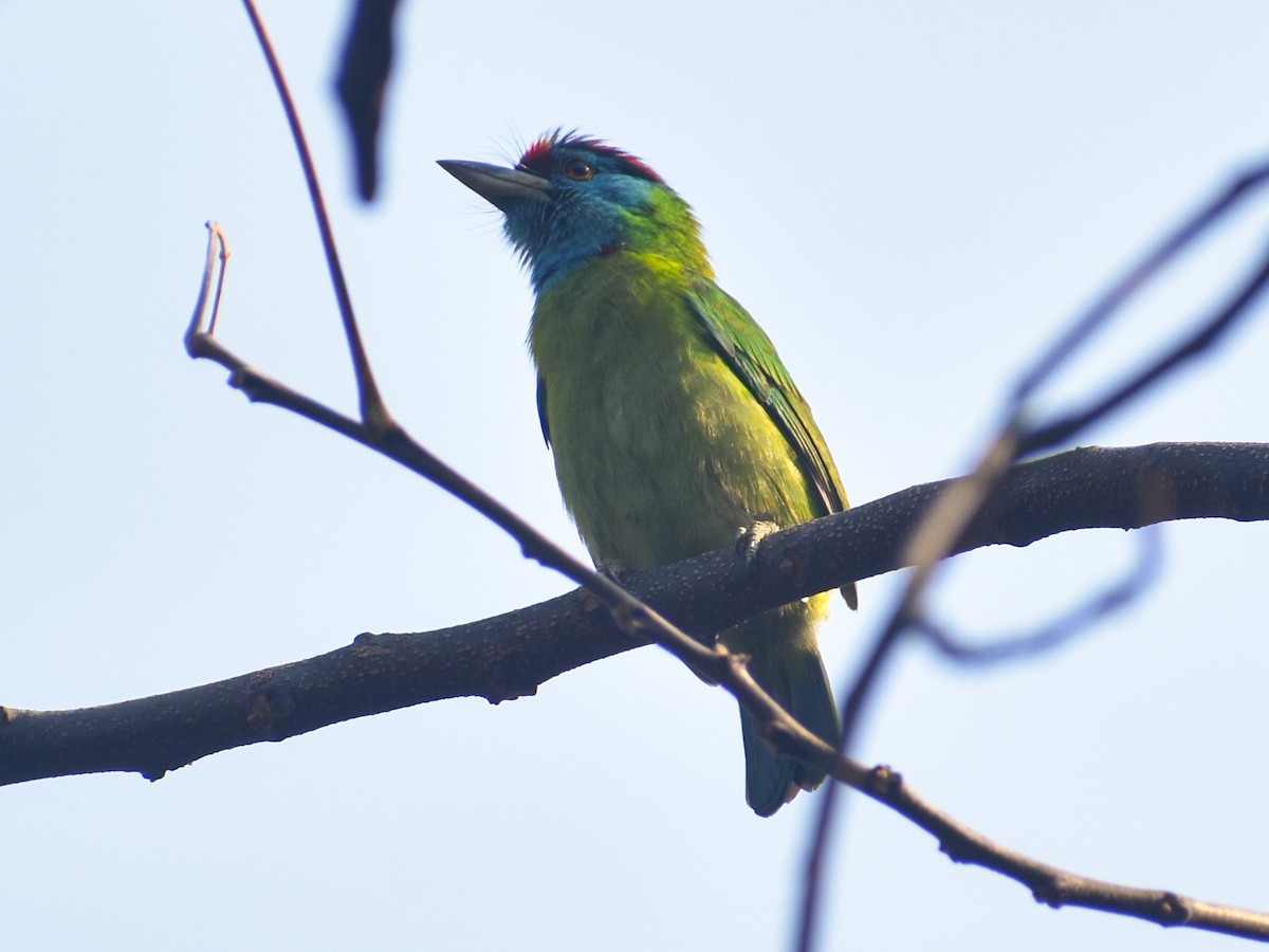 Blue-throated Barbet - ML650351390