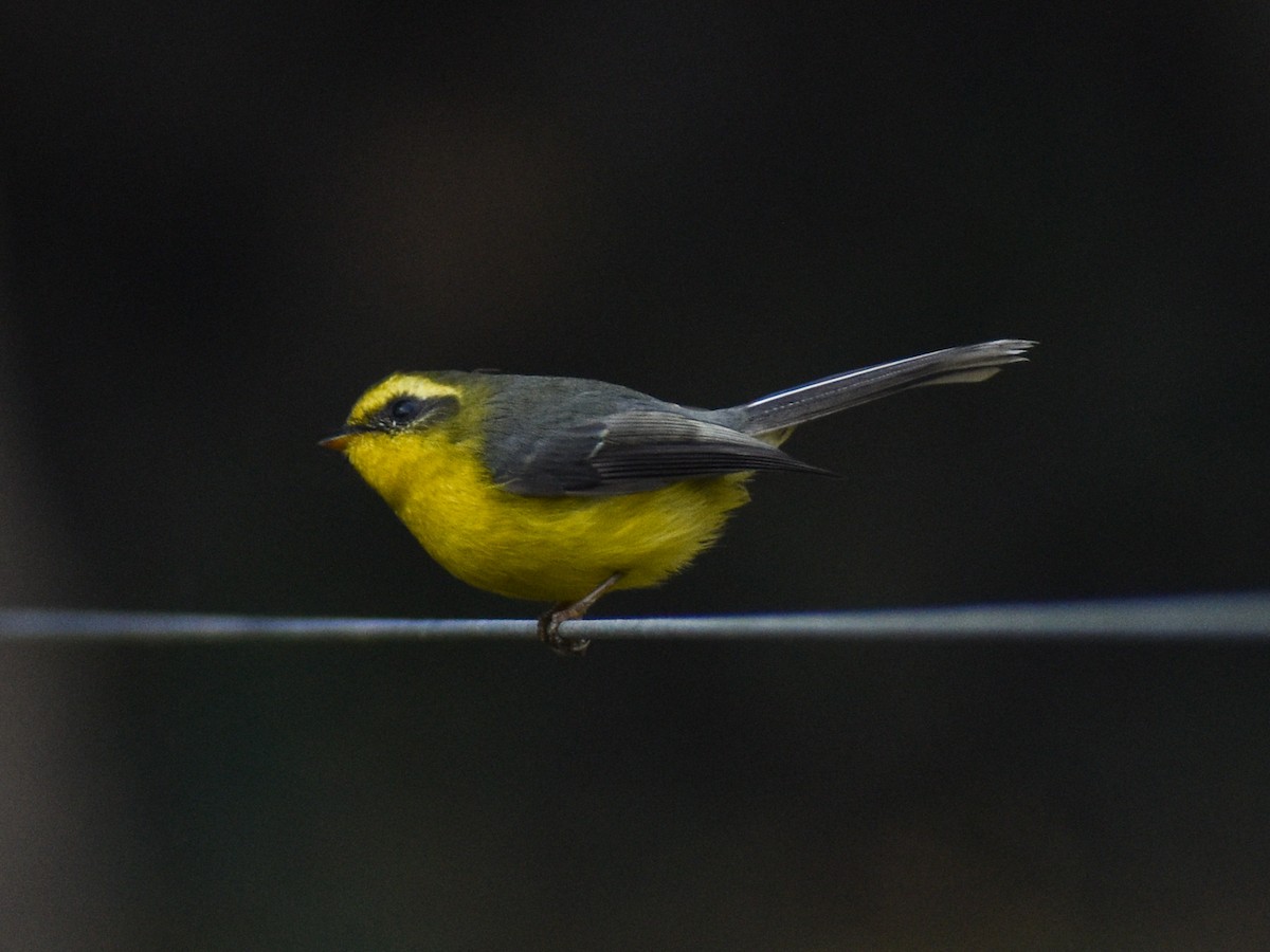 Yellow-bellied Fairy-Fantail - ML650351415