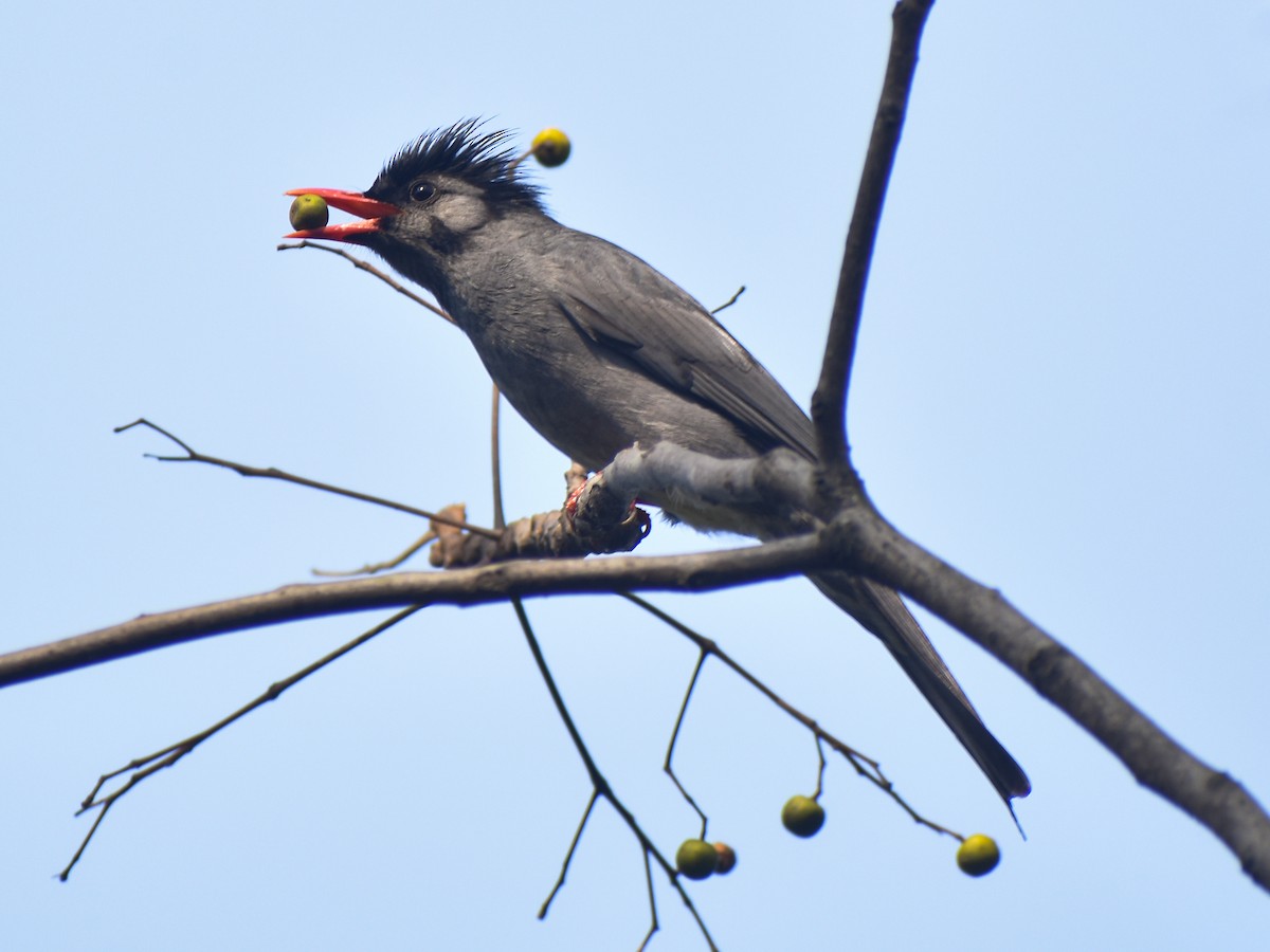 Black Bulbul - ML650351473