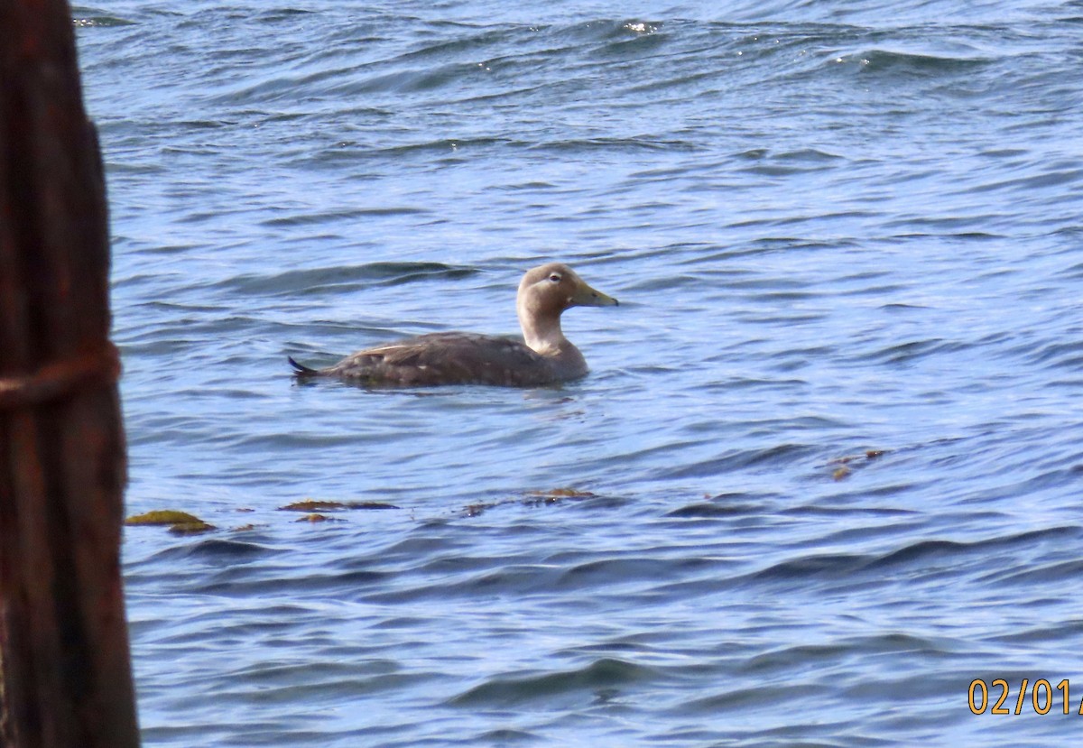 Flying Steamer-Duck - ML650351679