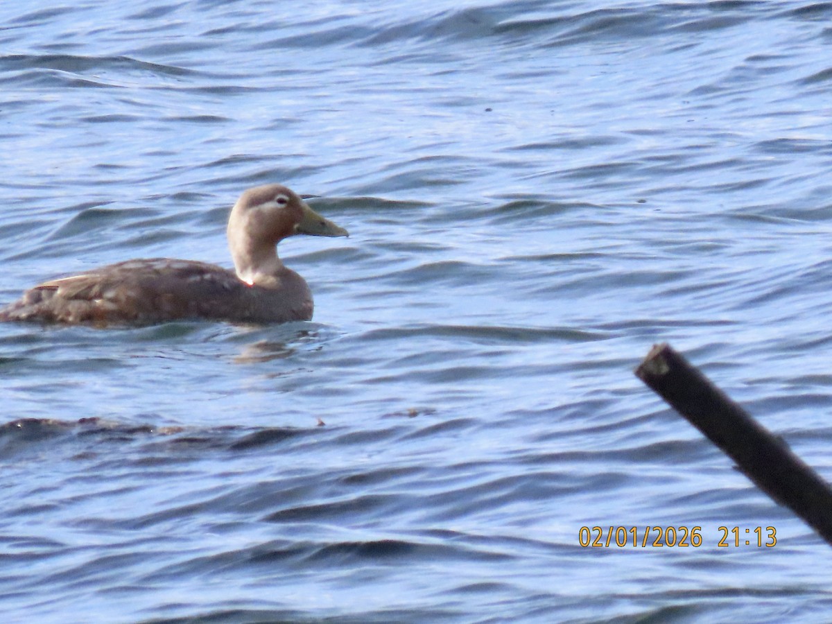 Flying Steamer-Duck - ML650351680