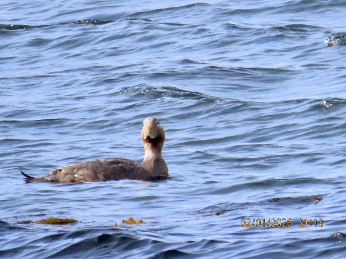 Flying Steamer-Duck - ML650351682