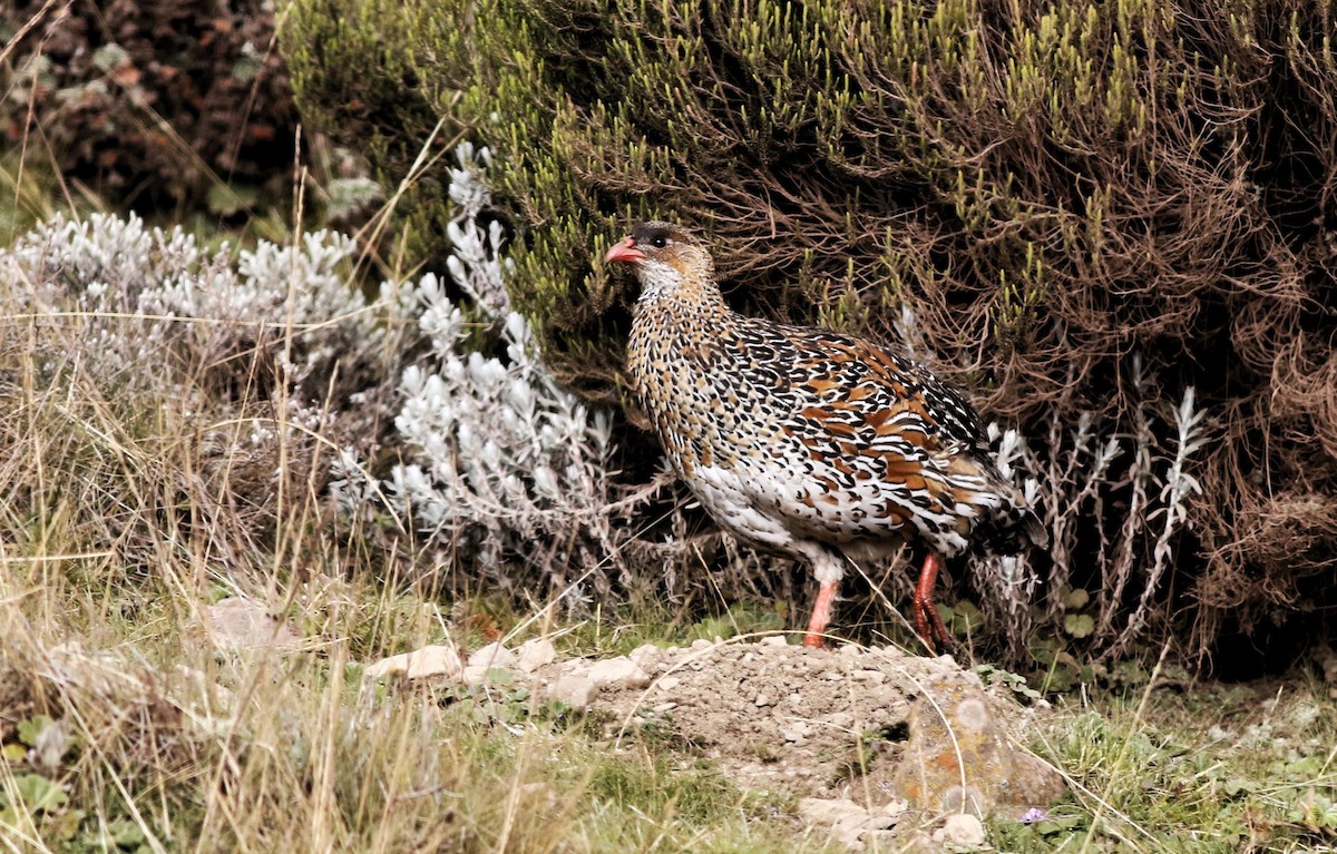 Chestnut-naped Spurfowl - ML650351720