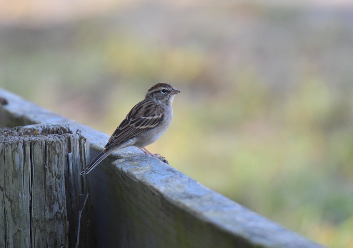 Малая воробьиная овсянка - ML650351780