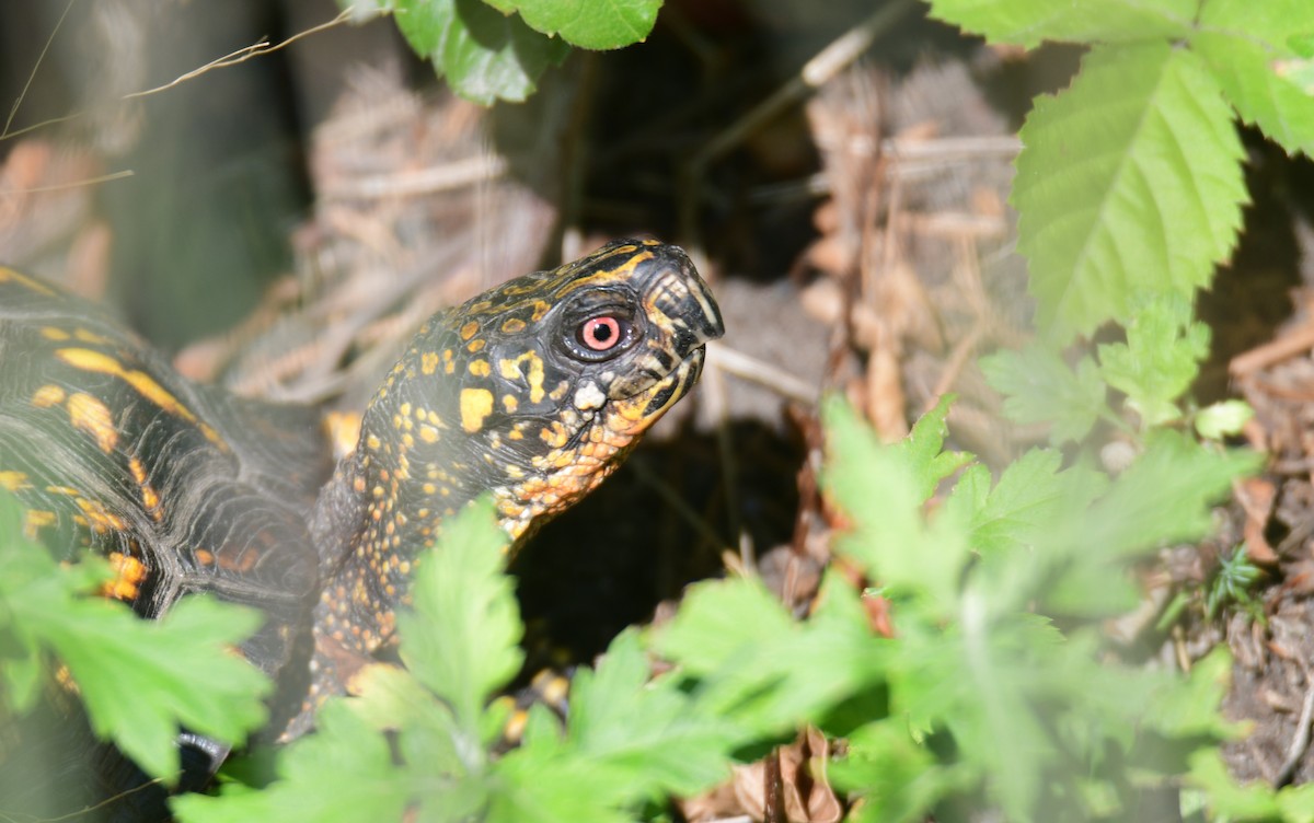 Eastern Box Turtle - ML650351790