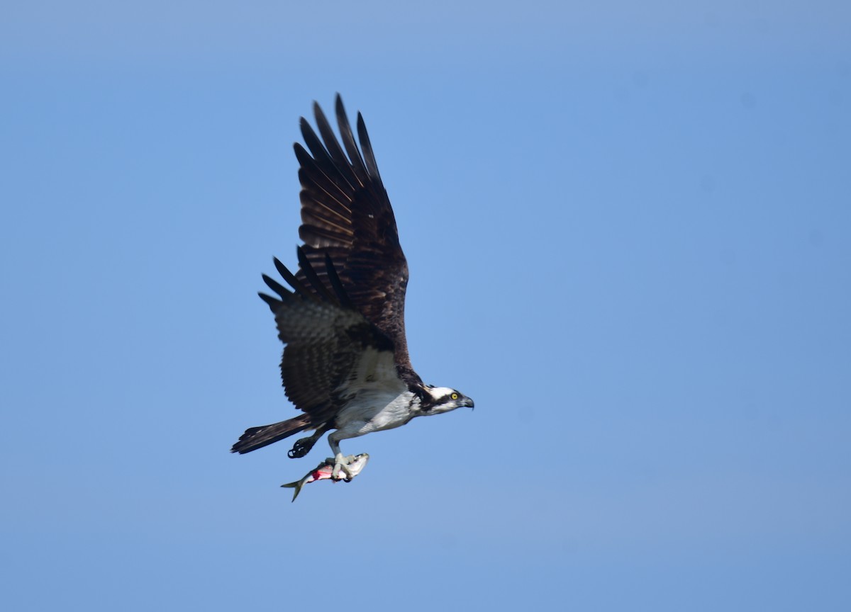 Скопа - ML650351818