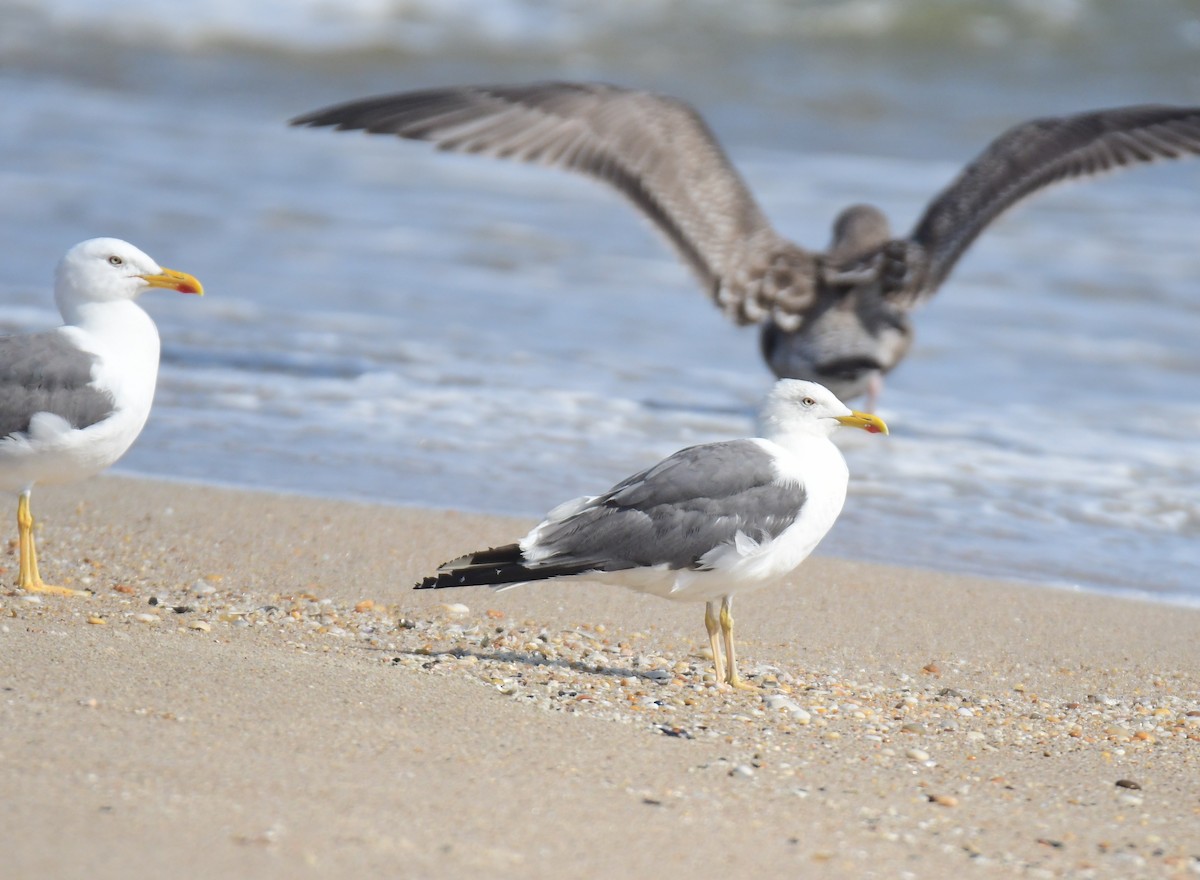 Клуша - ML650351834