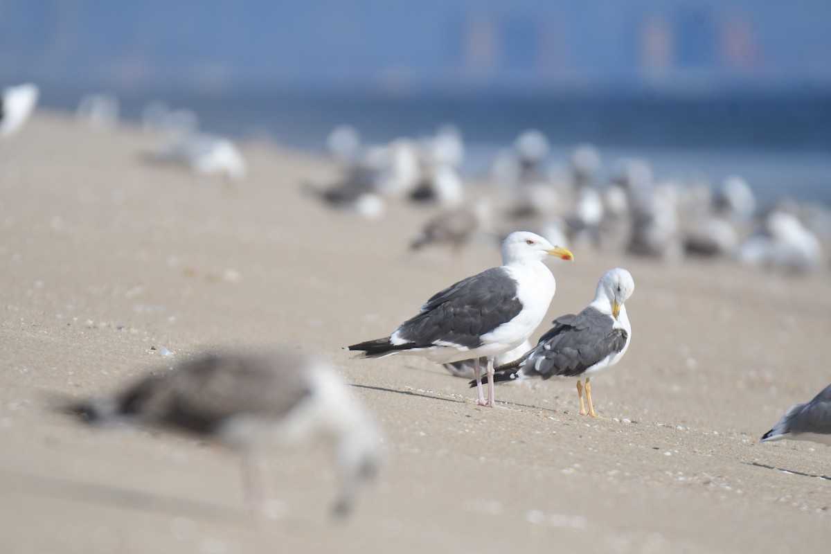 Морская чайка - ML650351842