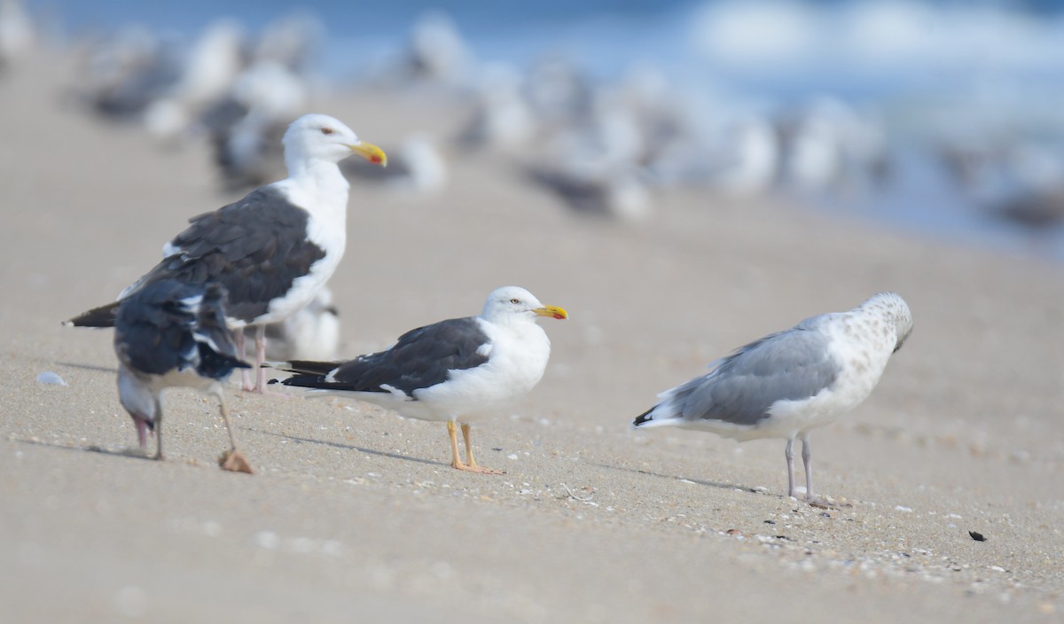 Клуша - ML650351852