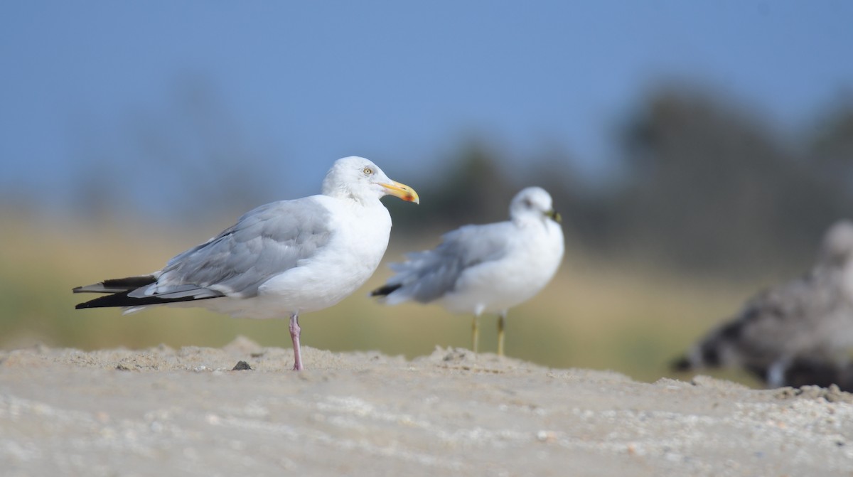 Американская чайка - ML650351879