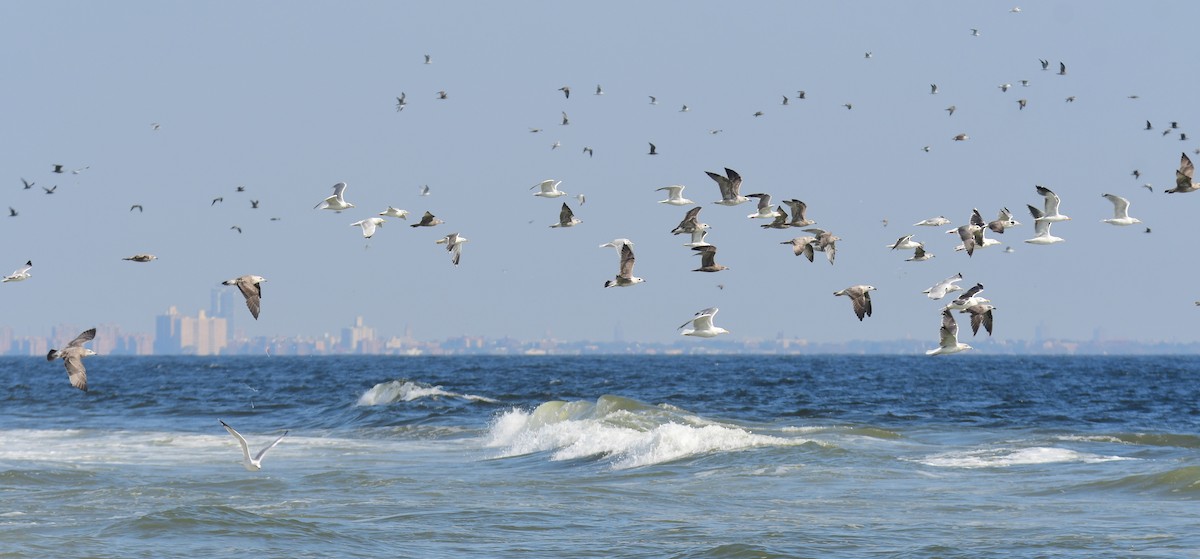 Американская чайка - ML650351880