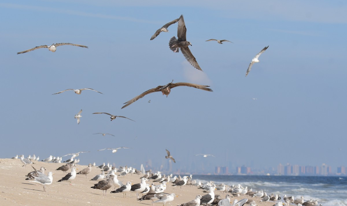 Американская чайка - ML650351881