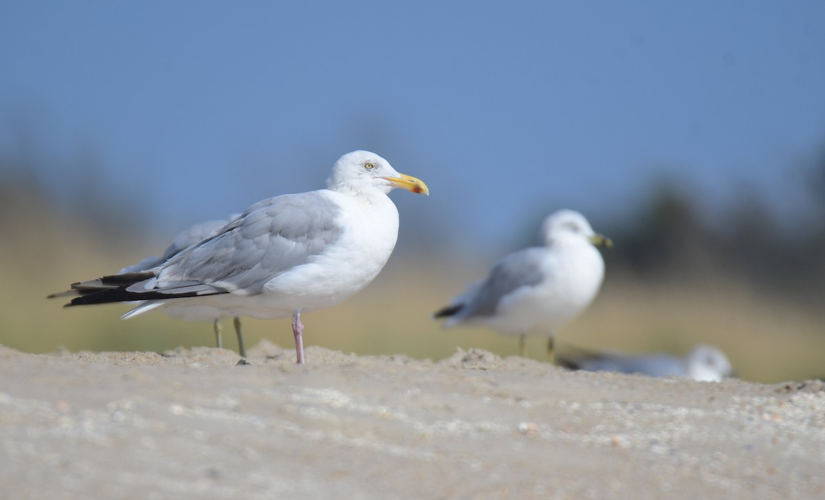 Американская чайка - ML650351882